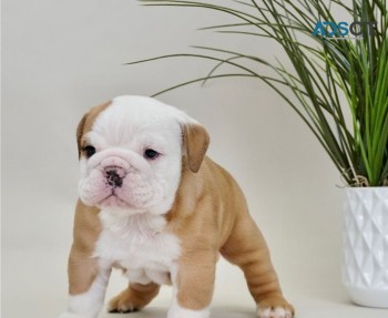 Quality English Bulldog Puppies 