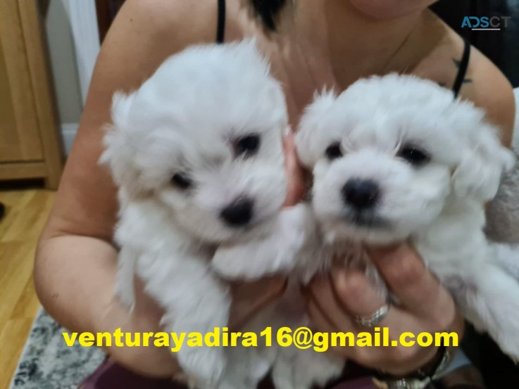 Purebred Maltese Puppies for Adoption