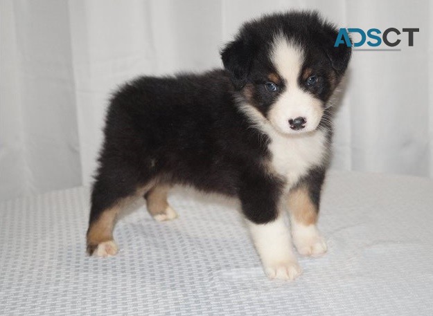 Female Australian Shepherd available 