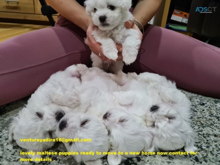 Maltese Puppies 