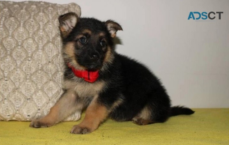 German Shepherd Pups Available