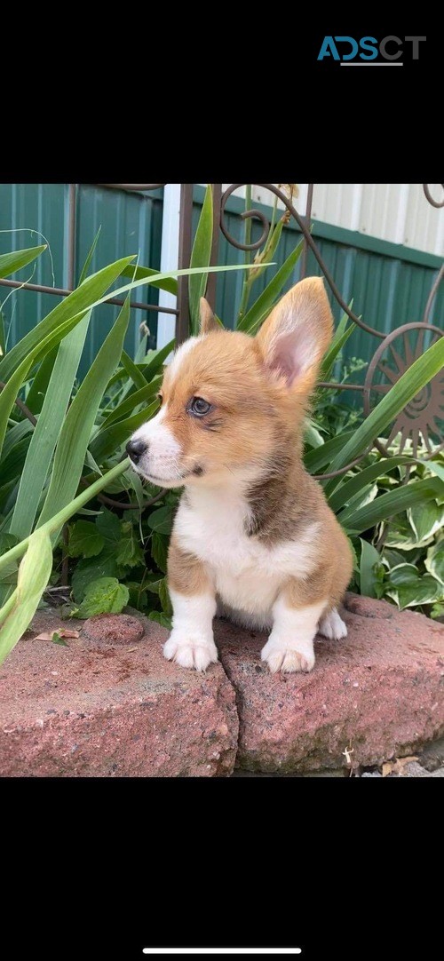 Pembroke Welsh Corgi Puppies For Sale