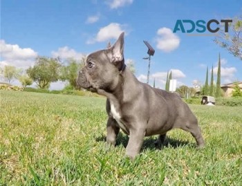 French Bulldog Puppies For Sale