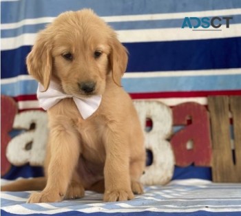 Lovely Golden Retriever Pups for sale