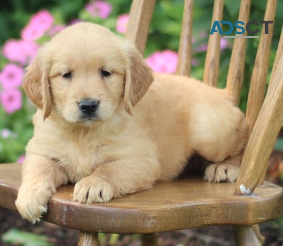 Attractive Golden Retriever Puppies