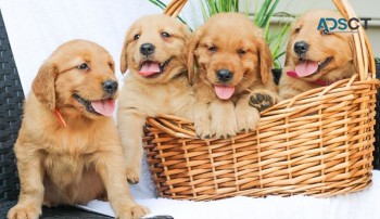 Two Golden Retriever Puppies