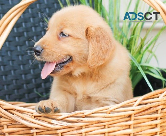 Quality Golden Retriever Puppies