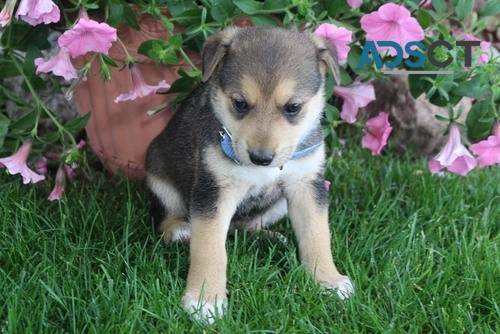 Pomsky Puppies