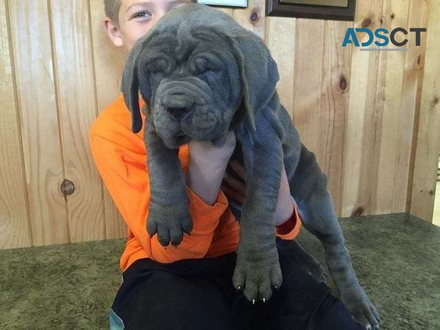 Neapolitan Mastiff Puppies