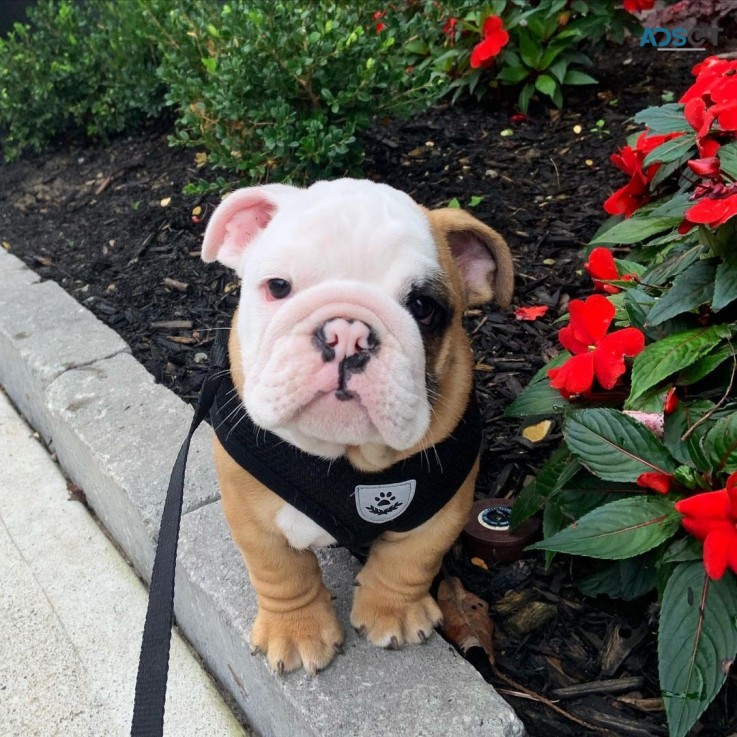 Cute English Bulldog Puppies