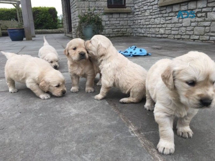 Cute Golden Retriever Puppies