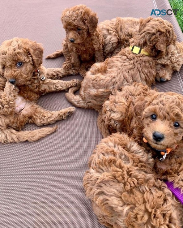 Doodle Puppies