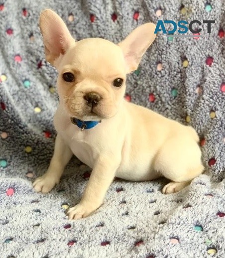 Registered french Bulldog Puppies