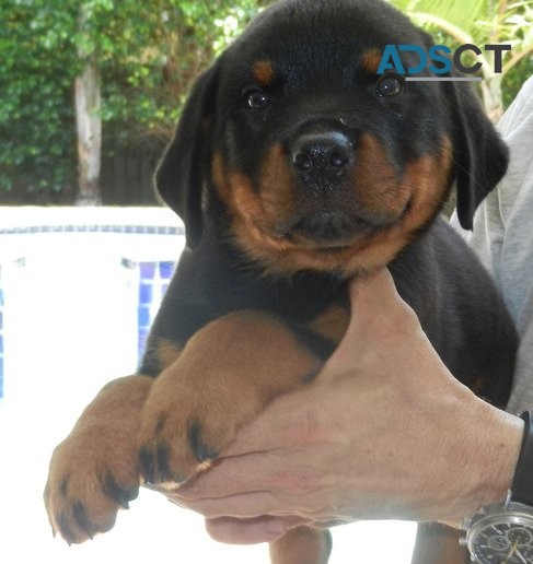 Big Bones Rottweiler Puppies