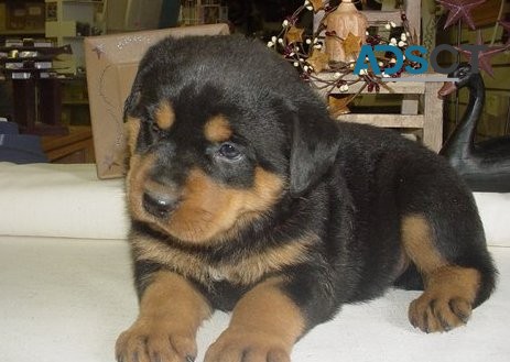 Rottweiler Puppies for sale