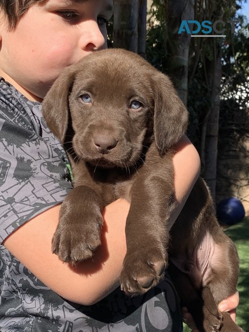 Labrador Retriever