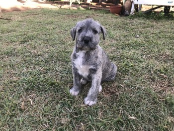 Irish Wolfhound Puppies 