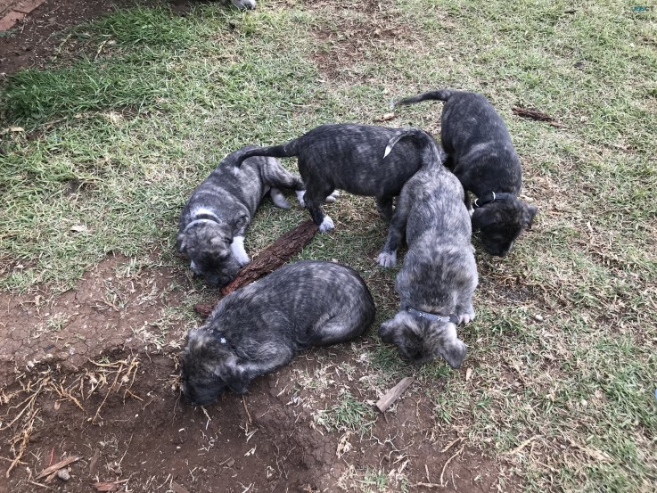 Irish Wolfhound Puppies 