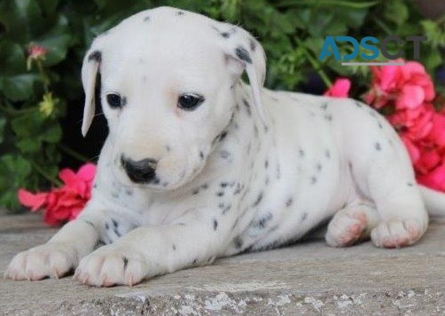 Dalmatian puppies for sale 