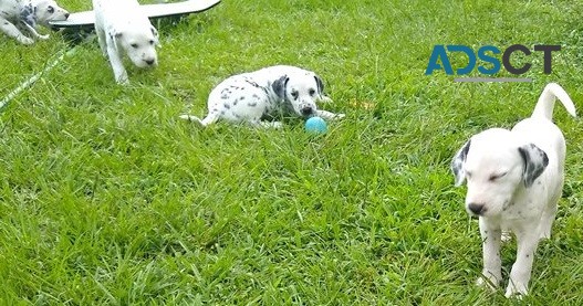 Dalmatian puppies for sale 