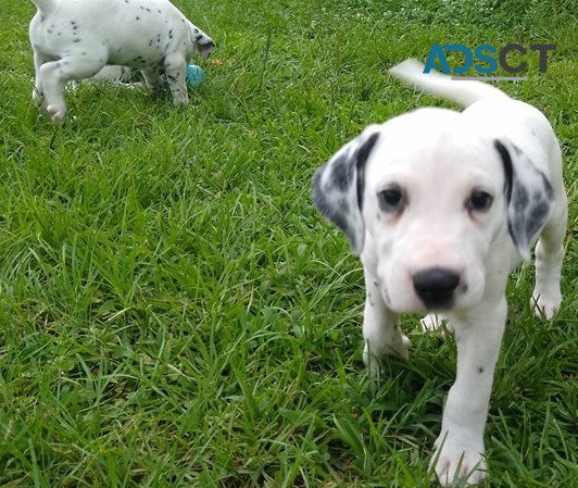 Dalmatian puppies for sale 