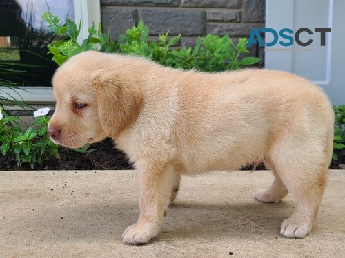 Labrador Retriever