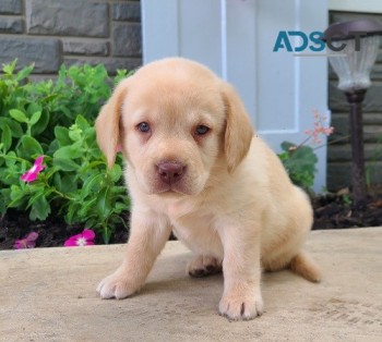 Labrador Retriever