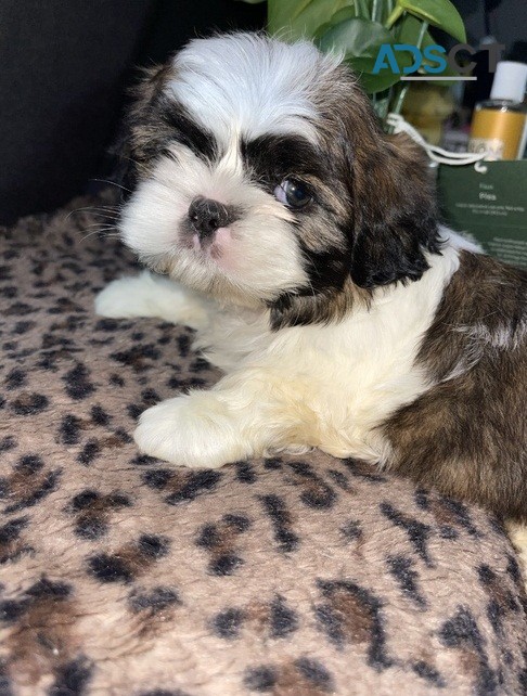  Shih Tzu Pups