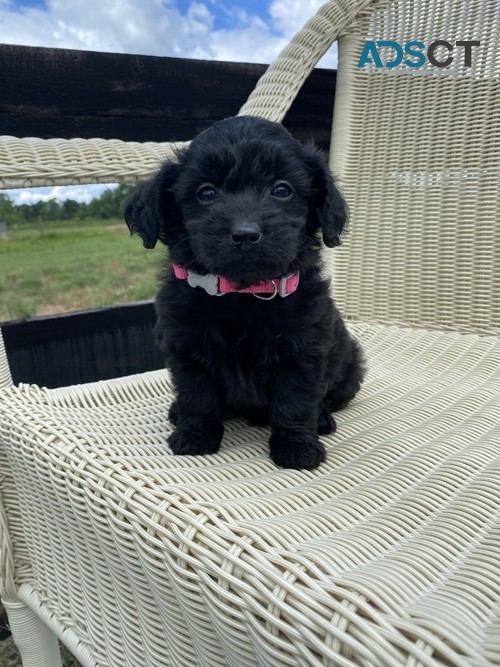  Poodle Toy Pups