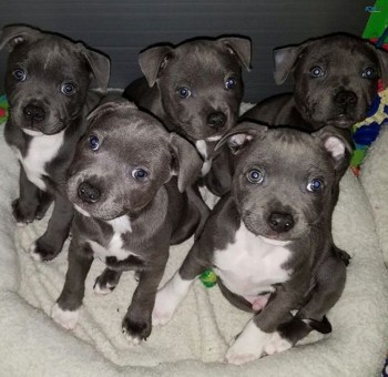  Staffordshire Bull Terrier Puppies