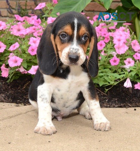 Beagle Pups For Sale