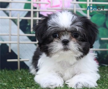 Shih Tzu puppies for sale