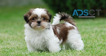 Shih Tzu puppies for sale