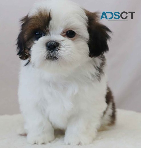 Shih Tzu puppies for sale