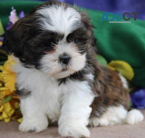 Shih Tzu puppies for sale