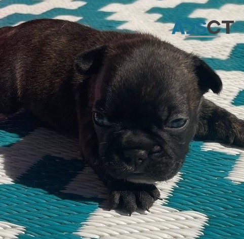  French Bulldog for sale 