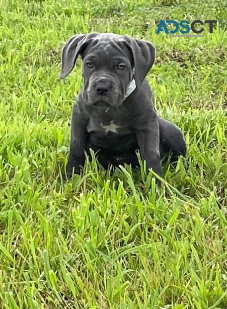 Neapolitan Mastiff Pups