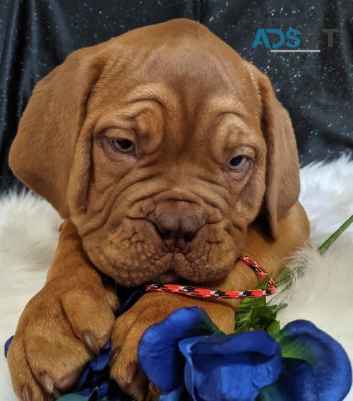 Dogue De Bordeaux PuPS