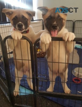 American Akita Puppies