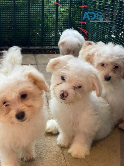 Bichon Frise Pup