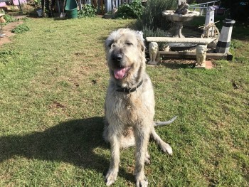 Irish Wolfhound Puppies 