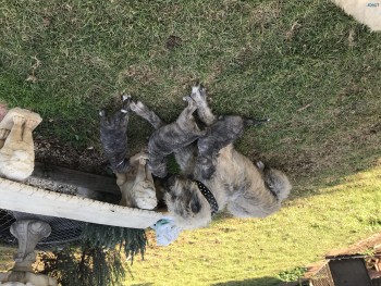 Irish Wolfhound Puppies 