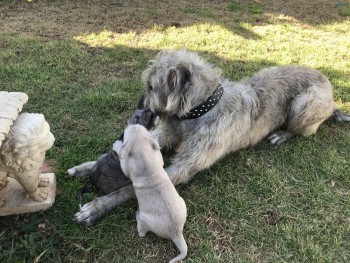 Irish Wolfhound Puppies 