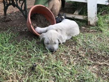 Irish Wolfhound Puppies 