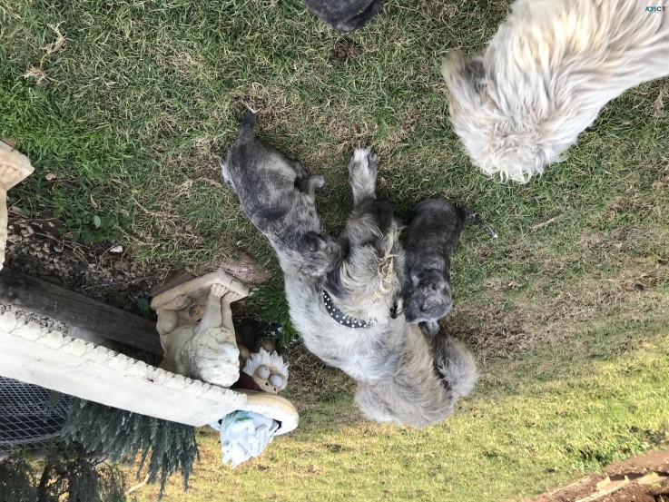 Irish Wolfhound Puppies 