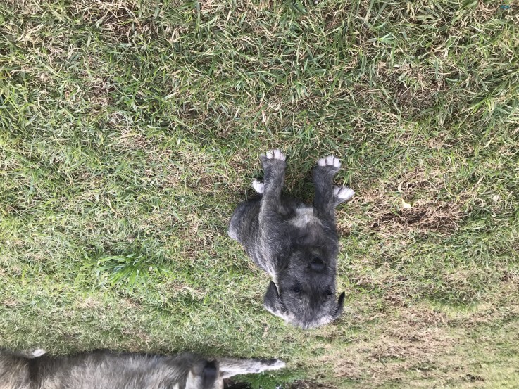 Irish Wolfhound Puppies 