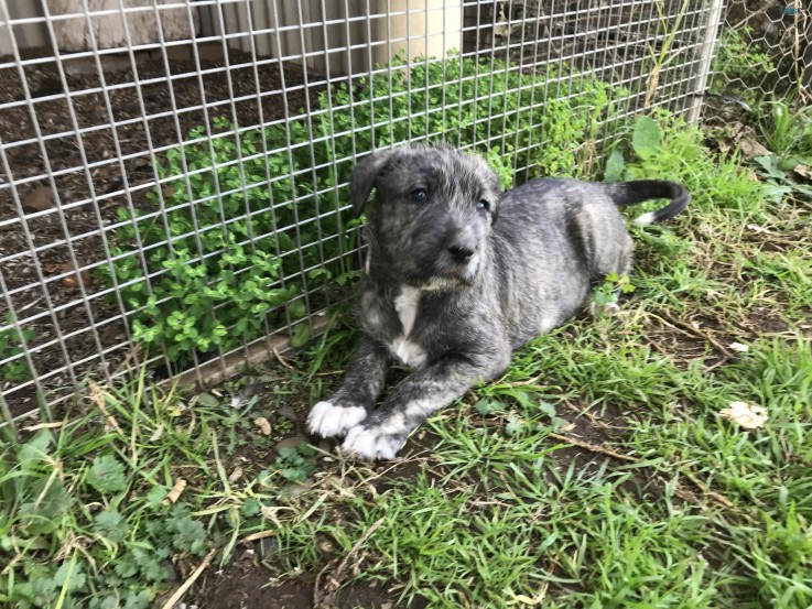 Irish Wolfhound Puppies 