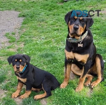 Rottweiler puppies for sale