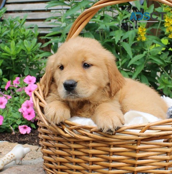 Golden Retriever Puppies For Sale