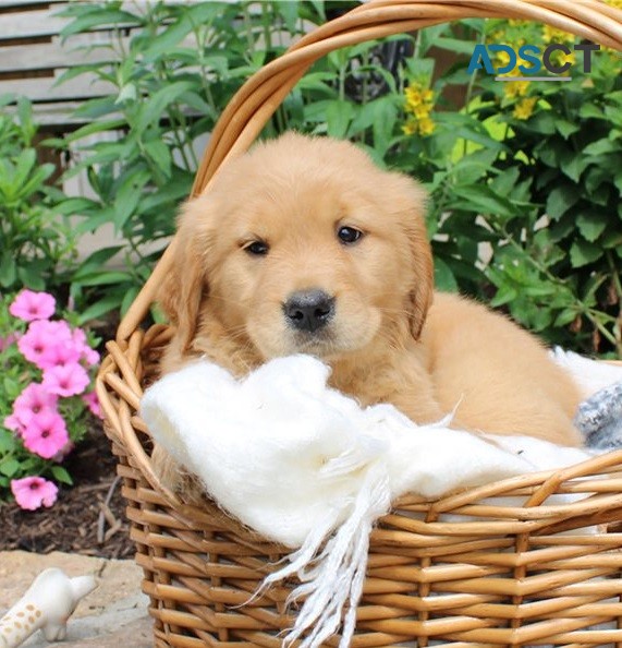 Golden Retriever Puppies For Sale